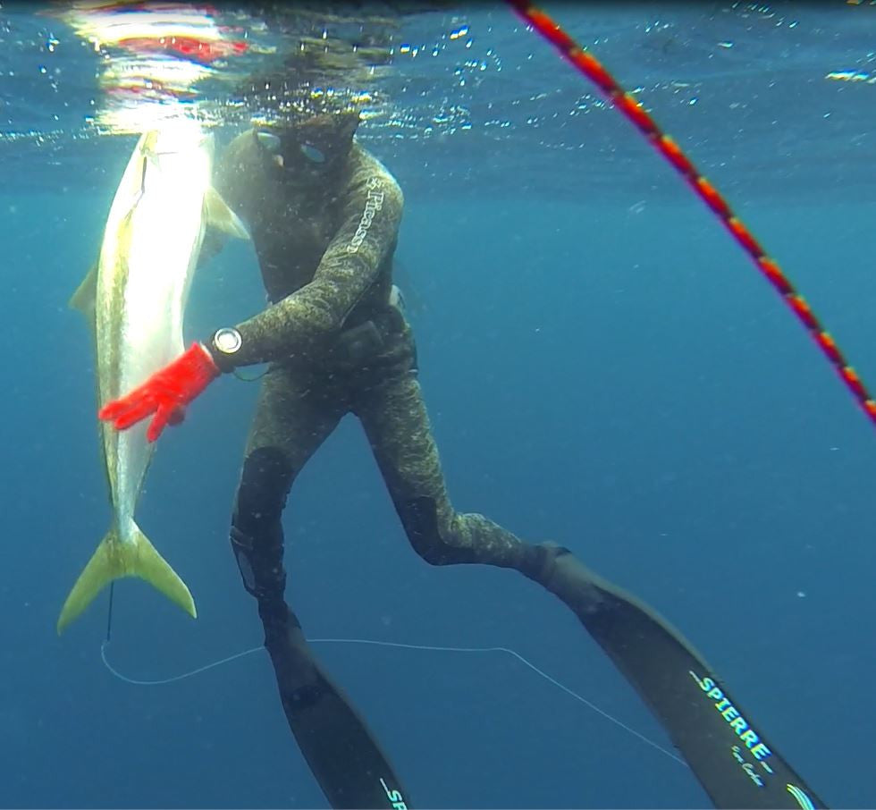 Yellowtail spear fishing mission