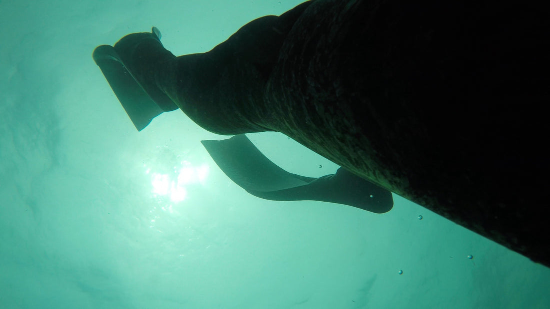 James & the Dusky Dolphin