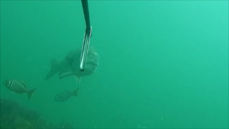 Spearfishing Musselcracker in South Africa with Spierre fins