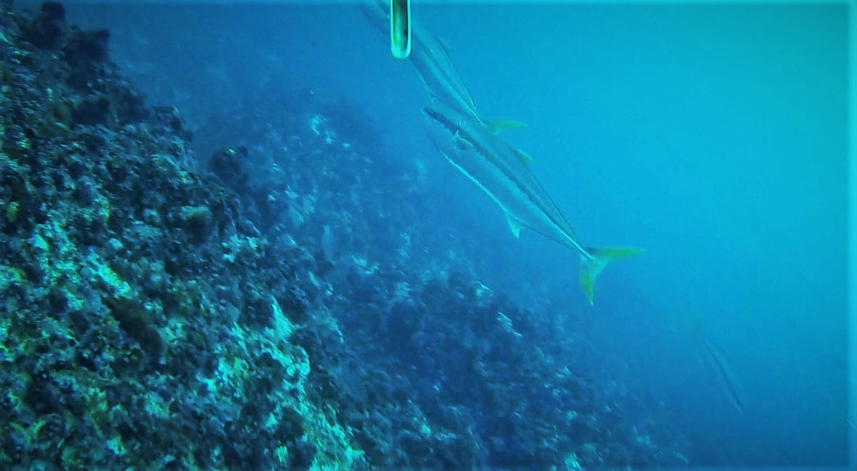 Spearfishing Yellowtail at the Alphard Banks