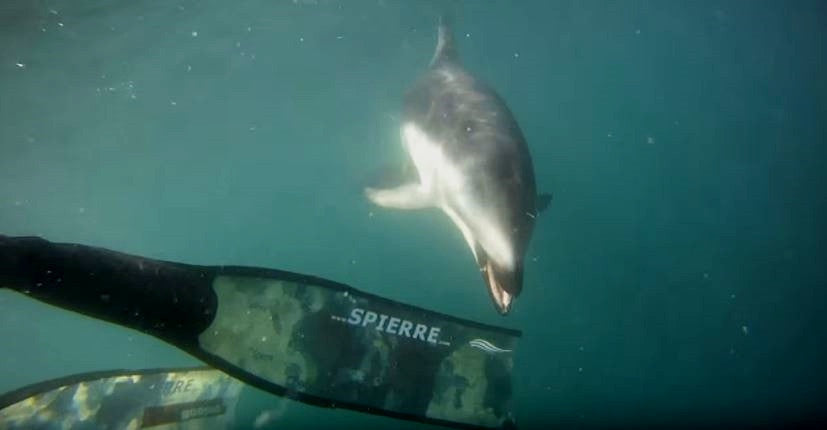 Dusky Dolphin Encounter with Spierre Fins!