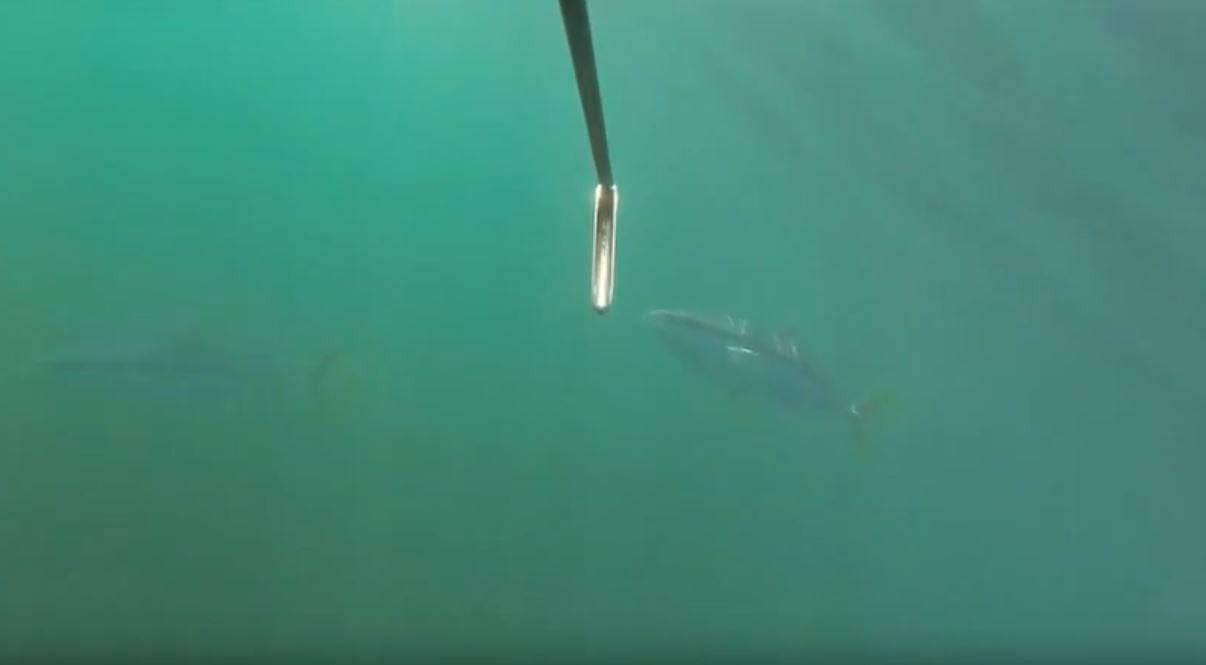 Spearfishing Dassen Island with Spierre