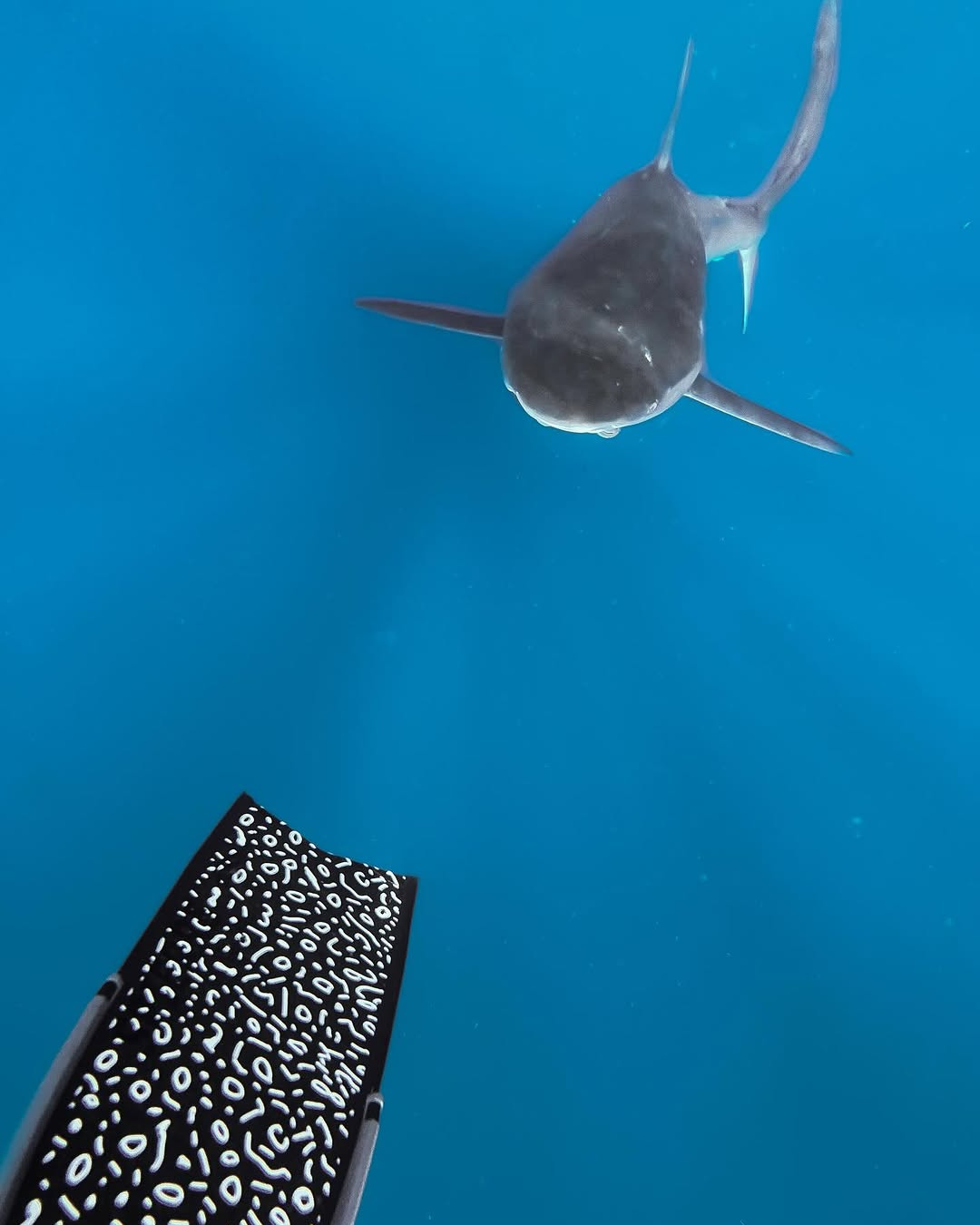 Carbon Art Eagle Ray Fin Blades  - Apnea Range (Set/Pair) - Travel Length