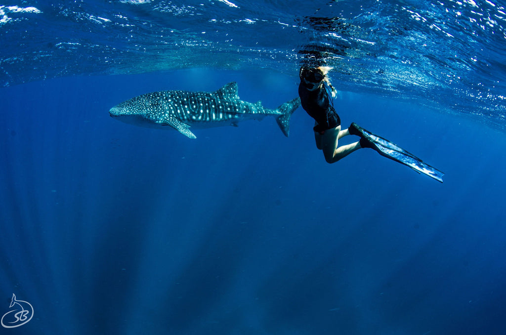 3D Complete Pure Carbon Whale Shark Blades (Apnea Range) - Spierre