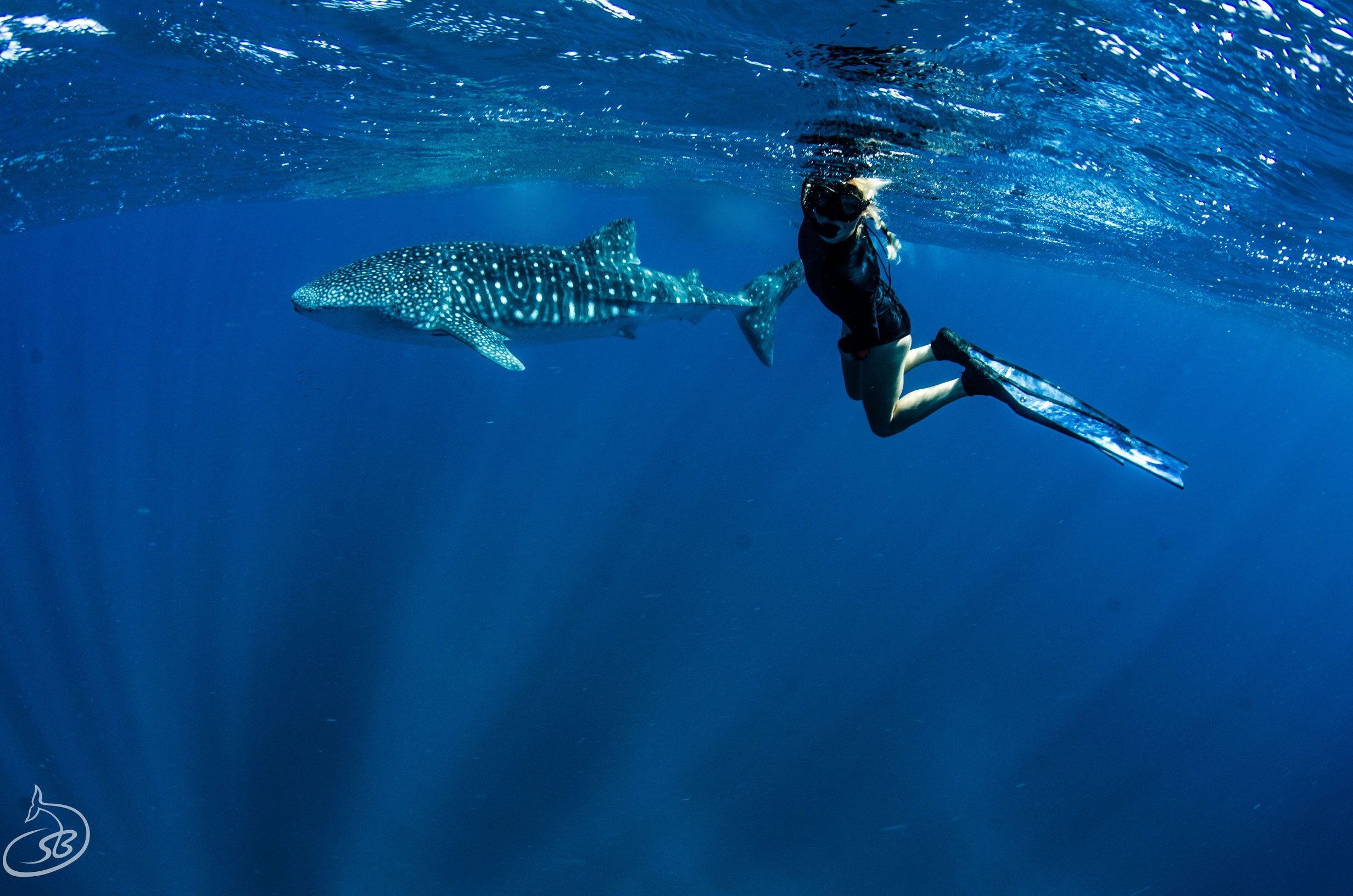 3D Complete Pure Carbon Whale Shark Blades (Apnea Range) - Spierre