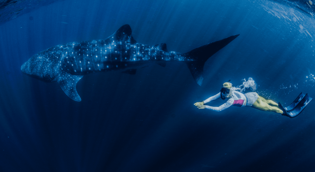 3D Complete Pure Carbon Whale Shark Blades (Apnea Range) - Spierre