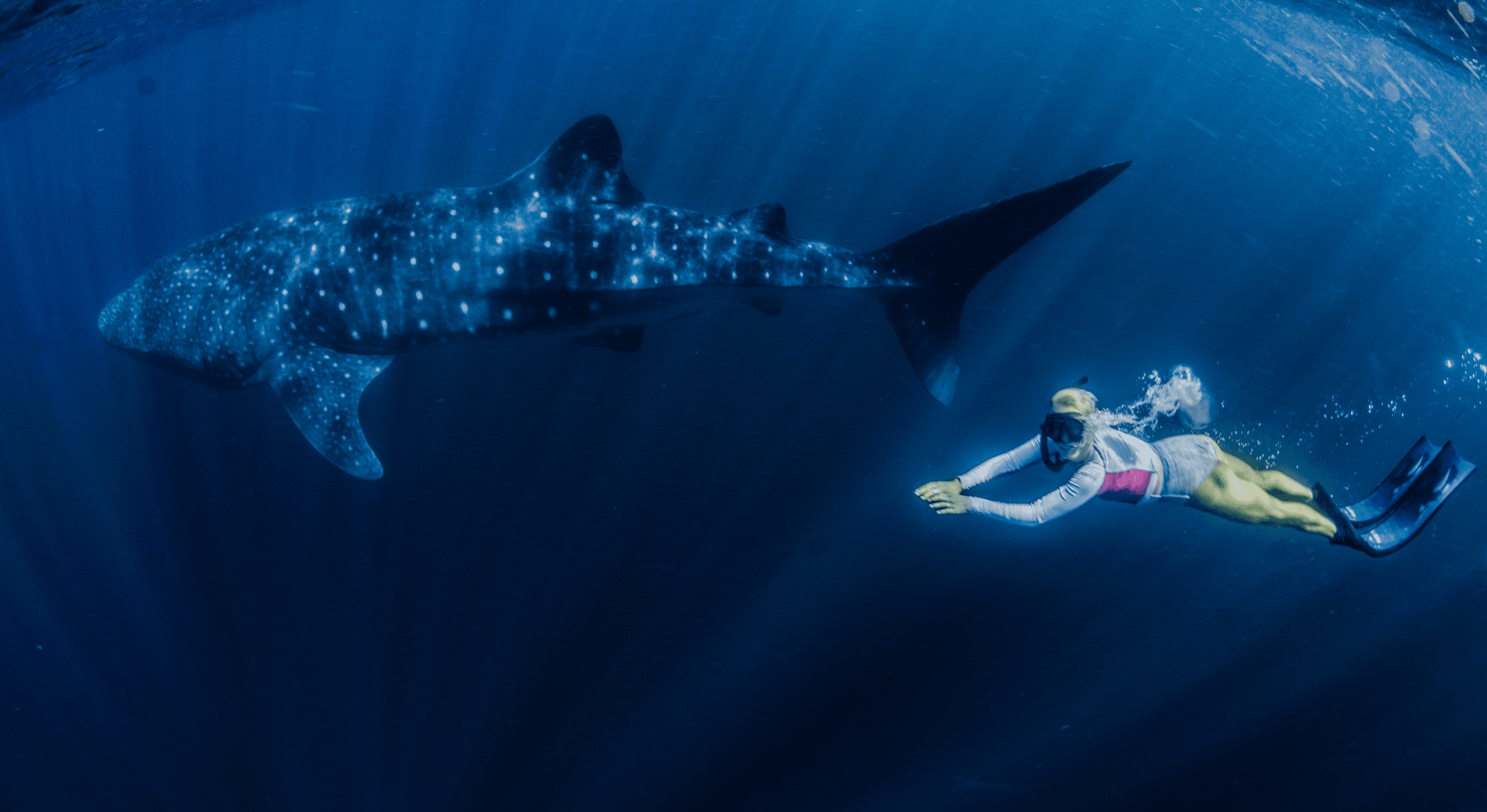 3D Complete Pure Carbon Whale Shark Blades (Apnea Range) - Spierre